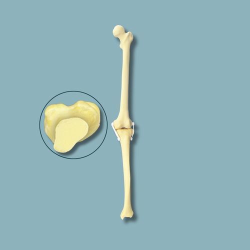 Modelo anatómico de rodilla - 04-01-03 - ADDIDREAM - de cirugía / de formación / de espuma