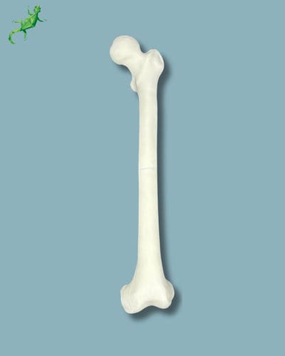 Modelo anatómico de fémur - 05-01-01 - ADDIDREAM - de formación / de plástico / blanco