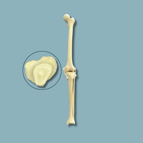 Modelo anatómico de rodilla - 04-28-02 - ADDIDREAM - de hueso / de cirugía / de formación