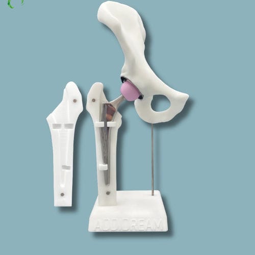 Modelo anatómico de pelvis - 07-AI-01 - ADDIDREAM - de fémur / blanco