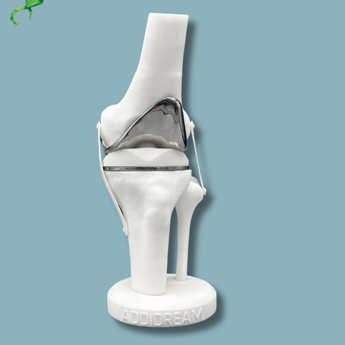 Modelo anatómico de rodilla - 04-AG-01 - ADDIDREAM - de tibia / de fémur / de demostración