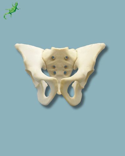 Modelo anatómico de pelvis - 07-04-02 - ADDIDREAM - de cirugía / de formación / de espuma