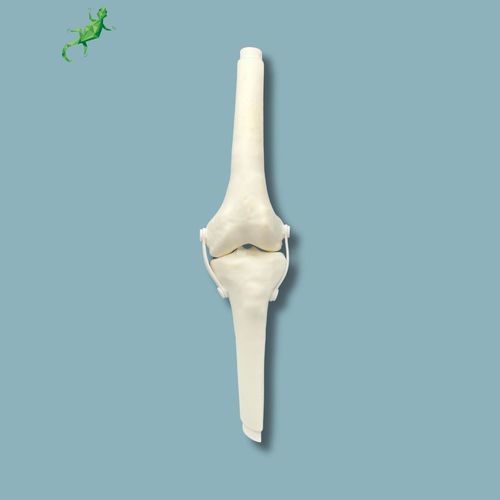 Modelo anatómico de rodilla - 04-16-02 - ADDIDREAM - de cirugía / de formación / de plástico