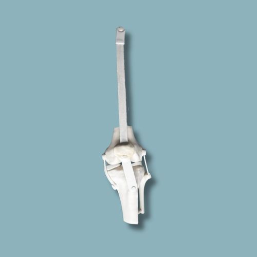 Modelo anatómico de rodilla - 04-38-01 - ADDIDREAM - de rótula / de tibia / de fémur