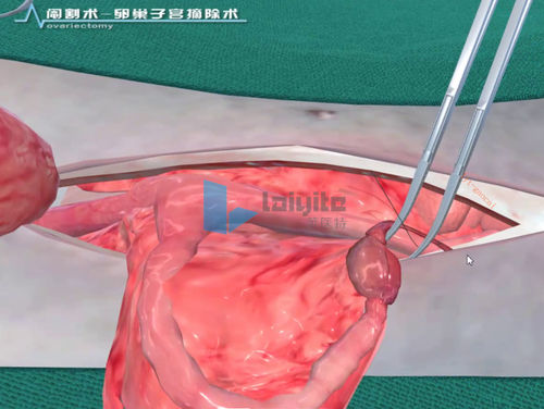 Software de simulación - Nanjing Laiyite Electronic Technology Co., Ltd - de formación / para cirugía / veterinario