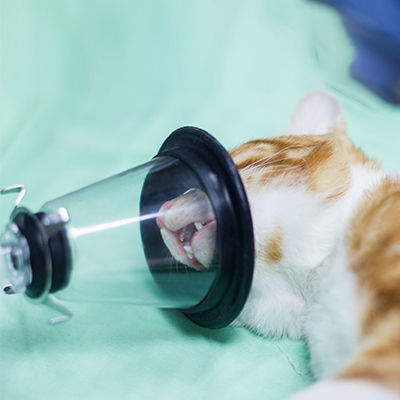 Máscara veterinaria de anestesia - Conrui Medical, Inc.