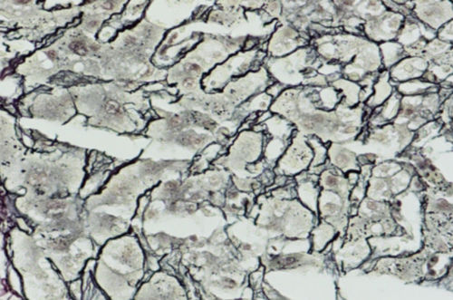 Kit de reactivos colorante - Wuhan Jinhong Biotech Development Co., Ltd. - para histologia
