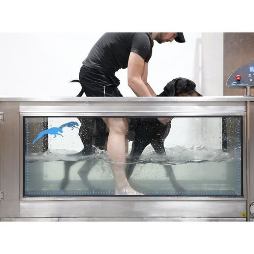 Cinta de correr veterinaria sumergida - Aqua Runner - DOG RUNNER - de hidroterapia / para perros / con superficie antideslizante