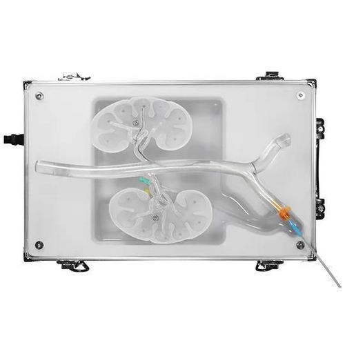 Modelo vascular de riñón - RDN-B01 - SurgMate - renal / de arteria / de arteria femoral