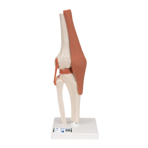 Modelo anatómico de articulación - A82 - 3B Scientific   - de rodilla / de formación / flexible