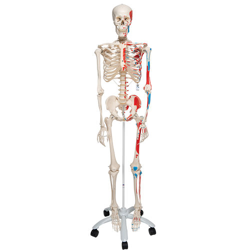Modelo anatómico de esqueleto - A11  - 3B Scientific   - de cuerpo entero / de formación / articulado