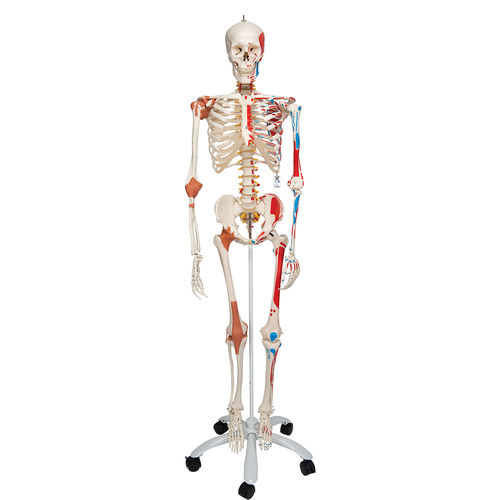 Modelo anatómico de esqueleto - A13 - 3B Scientific   - de cuerpo entero / de formación / articulado
