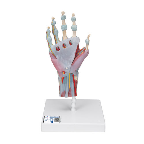 Modelo anatómico de esqueleto - M33/1 - 3B Scientific   - de mano / de formación / con musculatura