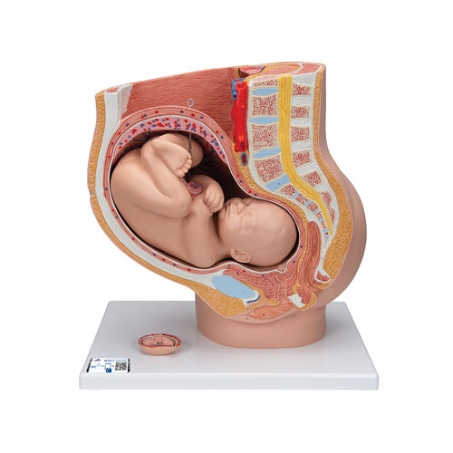 Modelo anatómico de pelvis - L20  - 3B Scientific   - de embarazo / femenino