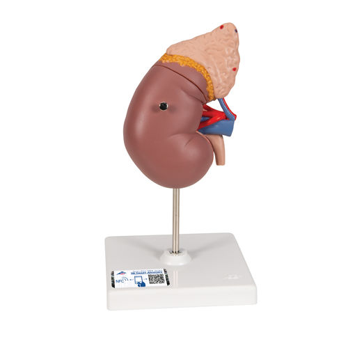 Modelo anatómico de riñón - K12  - 3B Scientific   - glándula suprarrenal / de formación