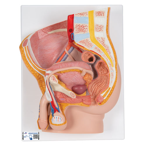 Modelo anatómico de pelvis - H11 - 3B Scientific   - de formación / masculino