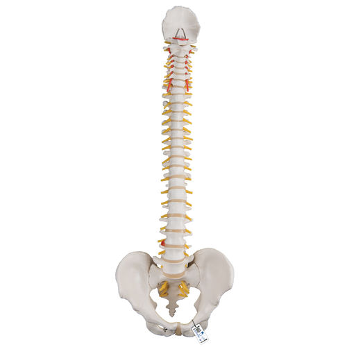 Modelo anatómico de columna vertebral - A58/1 - 3B Scientific   - de formación / flexible