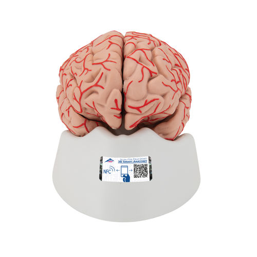 Modelo anatómico de cerebro - C20 - 3B Scientific   - de formación