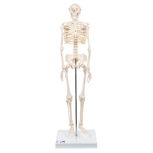 Modelo anatómico de esqueleto - A18 - 3B Scientific   - de cuerpo entero / de formación / en miniatura