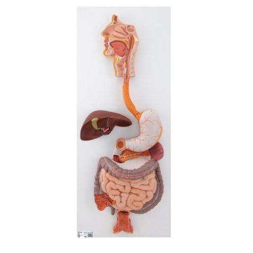 Modelo anatómico de aparato digestivo - K21 - 3B Scientific   - de formación