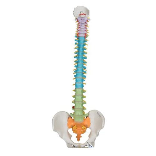 Modelo anatómico de pelvis - A58/8 - 3B Scientific   - de columna vertebral / de demostración / masculino
