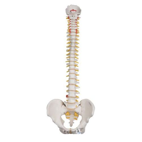 Modelo anatómico de pelvis - A59/1 - 3B Scientific   - de columna vertebral / de demostración / masculino