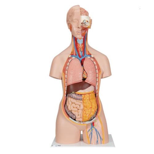 Modelo anatómico de torso - B19 - 3B Scientific   - de formación / de plástico / desarticulado