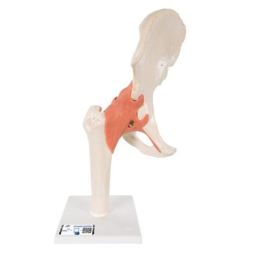 Modelo anatómico de hueso - A81/1 - 3B Scientific   - de articulación / de cadera / de formación