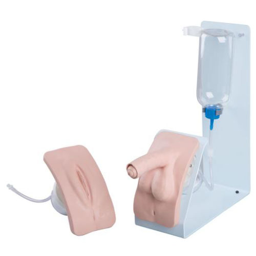 Simulador de demostración - P93B-S - 3B Scientific   - de cateterismo urinario / femenino / masculino