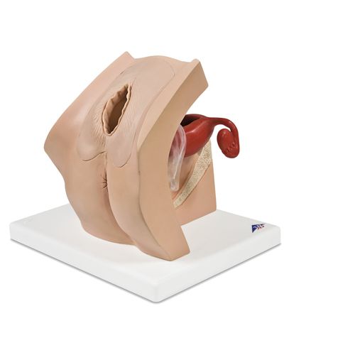Simulador de formación - P53 - 3B Scientific   - obstetricoginecológico / de embarazo / femenino