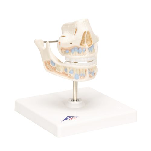 Modelo anatómico de mandíbula - VE282 - 3B Scientific   - de dientes / de formación / infantil