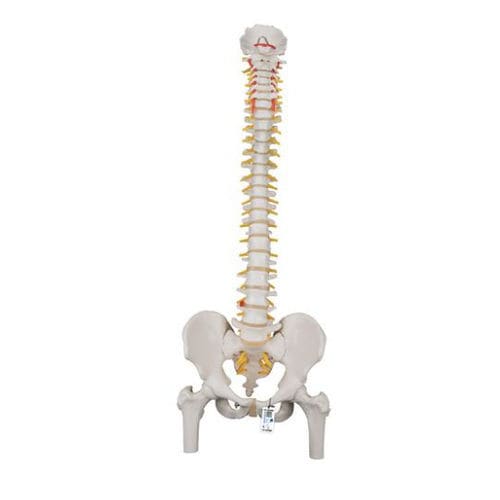 Modelo anatómico de pelvis - A58/2 - 3B Scientific   - de columna vertebral / de demostración / masculino