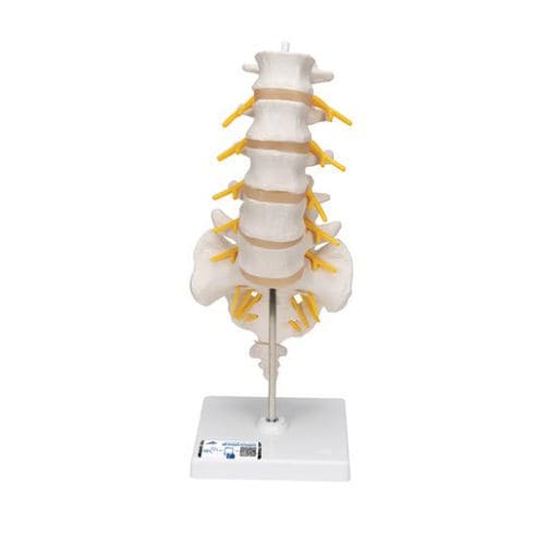 Modelo anatómico de la columna vertebral lumbar - A74 - 3B Scientific   - de coxis / de sacro / de formación