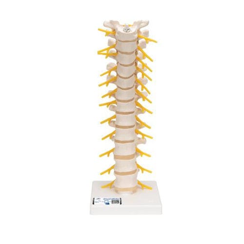 Modelo anatómico raquídeo - A73 - 3B Scientific   - de médula espinal / de formación / flexible