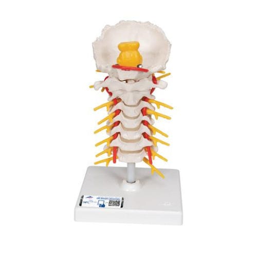 Modelo anatómico de columna vertebral cervical - A72 - 3B Scientific   - de discos intervertebrales / de médula espinal / de formación