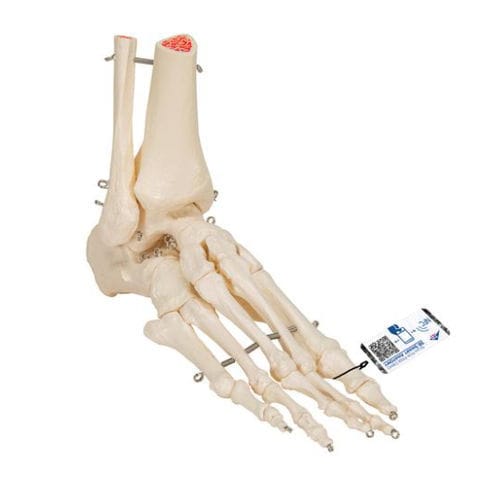 Modelo anatómico de esqueleto - A31 - 3B Scientific   - de pie / de formación / flexible