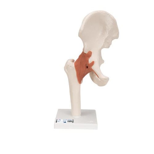 Modelo anatómico de hueso - A81 - 3B Scientific   - de articulación / de cadera / de formación