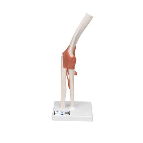 Modelo anatómico de hueso - A83 - 3B Scientific   - de articulación / de codo / de formación