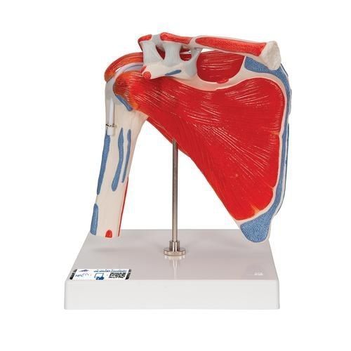 Modelo anatómico de hueso - A880 - 3B Scientific   - de músculo / de hombro / de formación