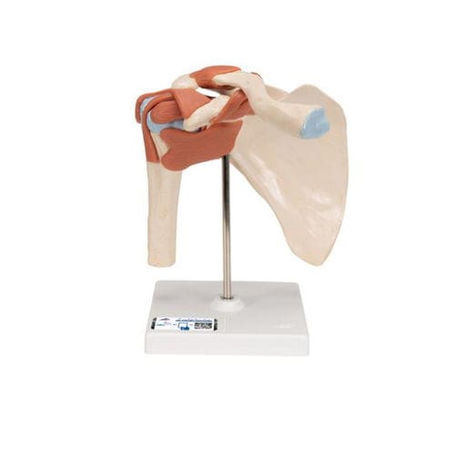 Modelo anatómico de hueso - A80/1 - 3B Scientific   - de articulación / de hombro / de formación