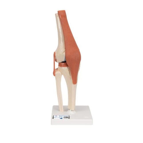 Modelo anatómico de hueso - A82/1 - 3B Scientific   - de articulación / de rodilla / de formación
