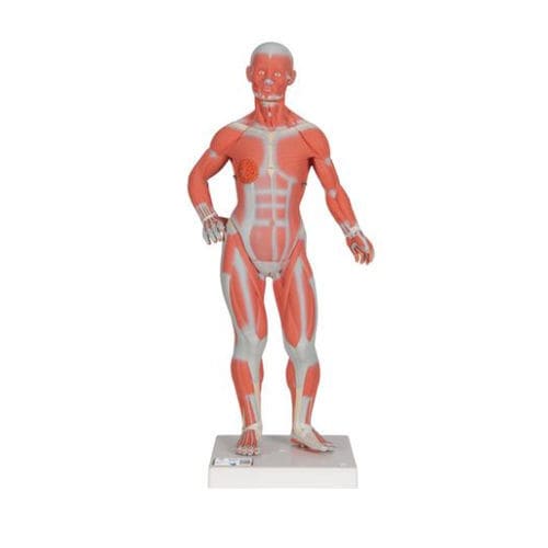 Modelo anatómico muscular - B59 - 3B Scientific   - de cuerpo entero / de formación / en miniatura