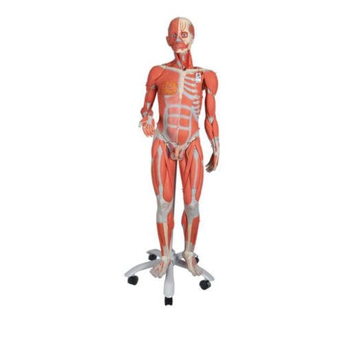 Modelo anatómico de músculo - B50 - 3B Scientific   - de cuerpo entero / de formación / con musculatura