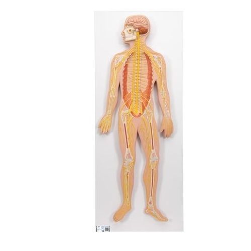 Modelo anatómico de sistema nervioso - C30  - 3B Scientific   - de formación / en miniatura