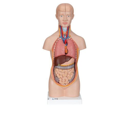 Modelo anatómico de torso - B22 - 3B Scientific   - de formación / en miniatura / desarticulado