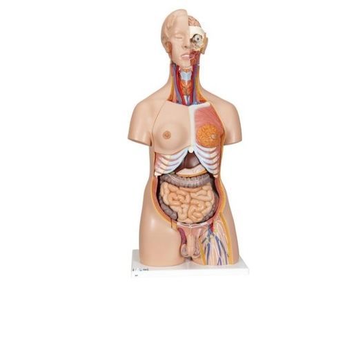 Modelo anatómico cuerpo - B30 - 3B Scientific   - de formación / en miniatura