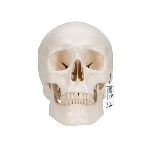 Modelo anatómico de cráneo - A20/9 - 3B Scientific   - de cerebro / de formación / de plástico