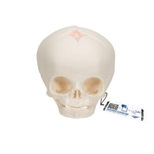 Modelo anatómico de cráneo - A25 - 3B Scientific   - de formación / fetal / articulado