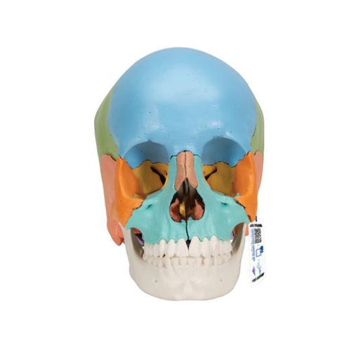 Modelo anatómico de cráneo - A291  - 3B Scientific   - de formación / de plástico / articulado