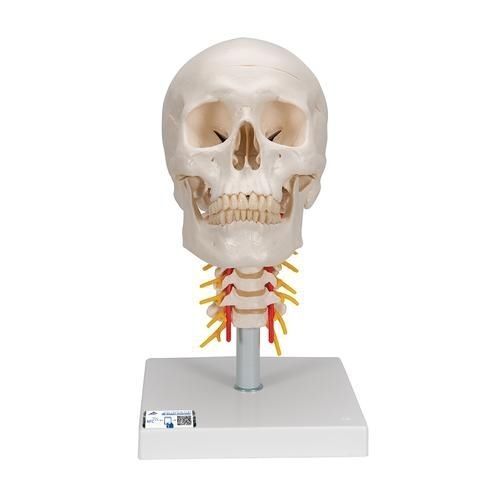 Modelo anatómico de cráneo - A20/1 - 3B Scientific   - de formación